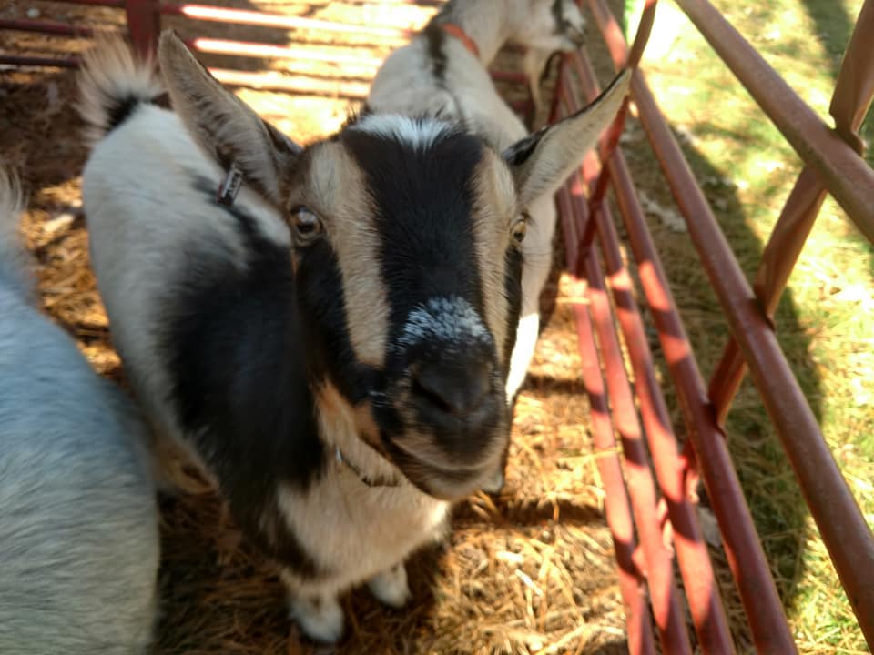 Pony Rides Near Me | Petting Zoo Visit | Private Farm Tour